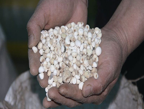 创业路上以诚为本 药材香味飘满乡村3