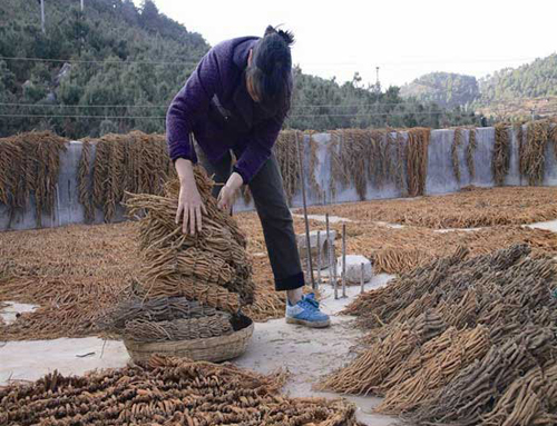 创业路上以诚为本 药材香味飘满乡村2