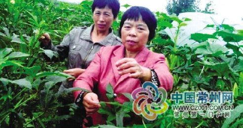 Ůũ³¡Ö÷Ö¸»Â·£º6¿ÅÖÖ×Óµ½180͵Ø