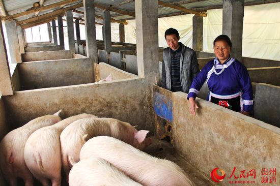 杨爱东:大山里的致富带头人