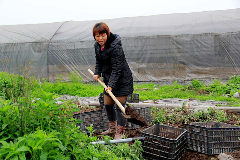 滕明容:创业致富女能人3