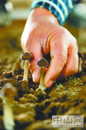 安徽中山:成功培育出“菌中之王”