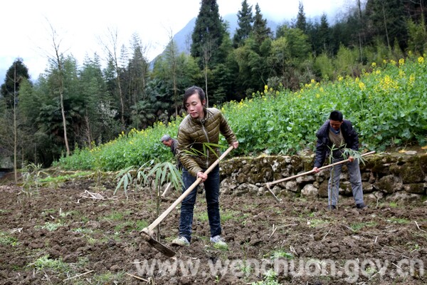 汶川村民:荒山种方竹 成就致富梦
