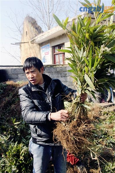 贵州大方县:从砍树养家到种树致富