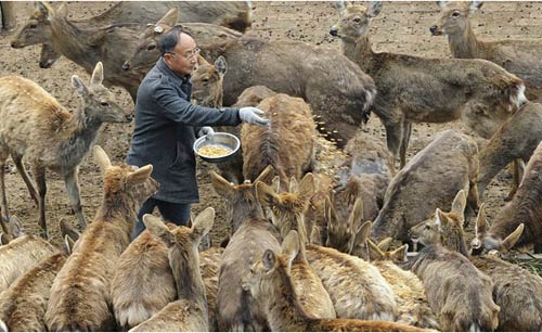 四川恩阳区:引“鹿”人引来致富路