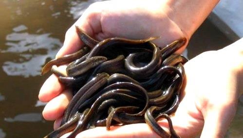 ľƹƷϰת ֻΪԼũׯ