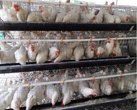 岑宝兴 :饲养蛋鸡“生下”致富经