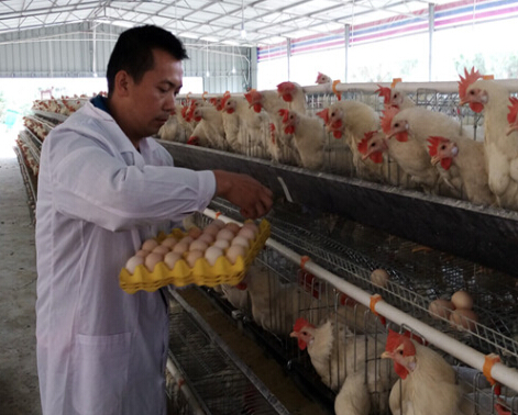 岑宝兴在捡鸡蛋