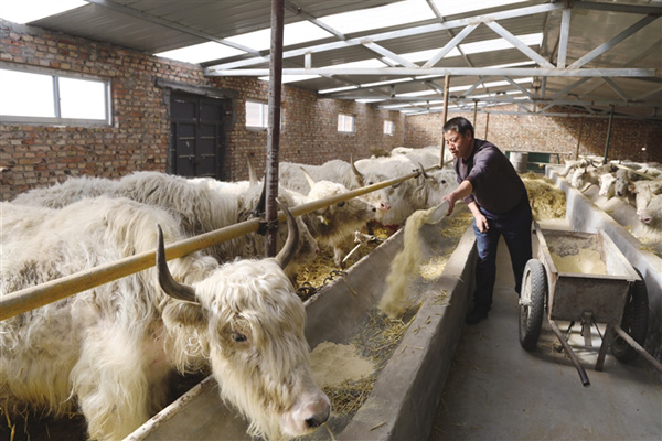 青海互助县:养殖发展成规模