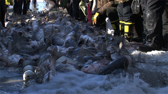 黑龙江泰来县:神秘大坑下的财富玄机《致富经》2