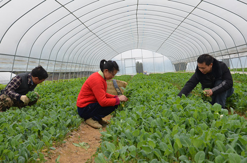 建高山蔬菜基地 为村民铺设致富路