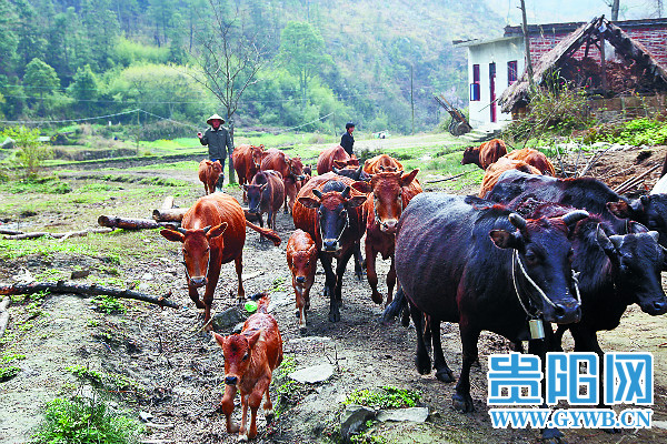 ¹óÖݶÀÉ½ÏØ£ºÐֵܴòÔì¼Òͥũ³¡ ´øÈ«´åÖ¸»