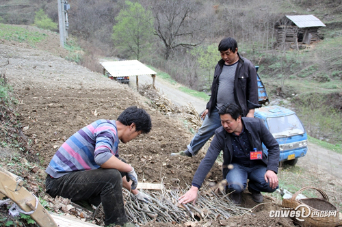 陕西勉县:“猪苓王”陈志华的致富路