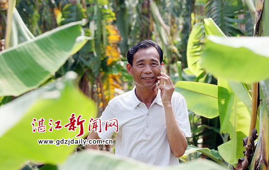 龙世超在蕉林里接生意伙伴打来的咨询电话。多年来的坚持,今年让他喜获丰收。