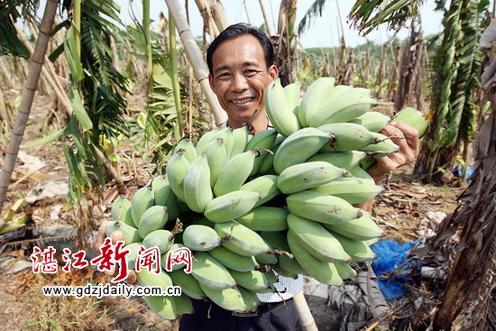 今年蛋蕉丰收,让龙世超喜不自胜。