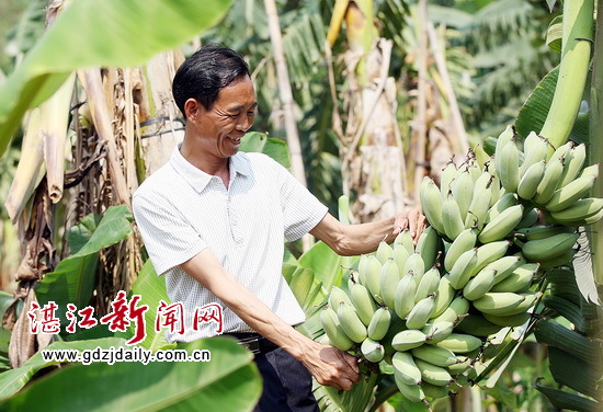 今年蛋蕉丰收,让龙世超喜不自胜。