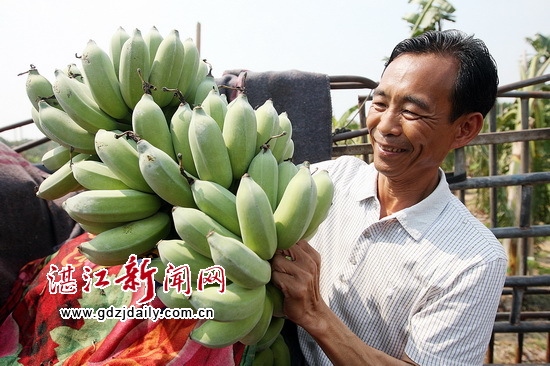 龙世超种植的“蛋蕉”在装车运至珠三角销售,今年蕉价高,他喜不自禁。