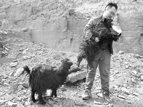 悉心呵护小羔羊。