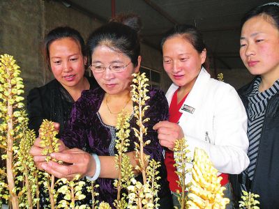吉林省高级专家周长霞:“小天麻”成就致富梦