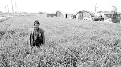 江苏常州小型农田水利设施助力春播春管 渠通水畅麦苗壮