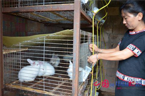 云南孟连县:养兔撑起田桂琼的致富梦