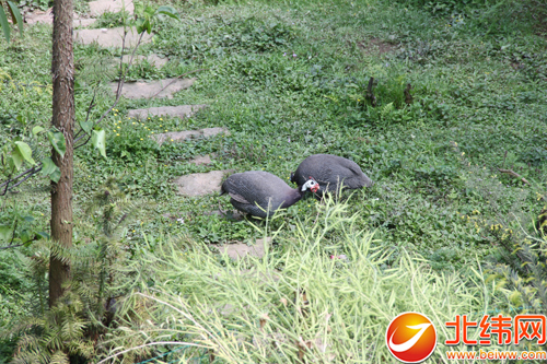 ͼΪ鼦ÿֻۼ200ԪңʳȻũֱӵɱҲؼ