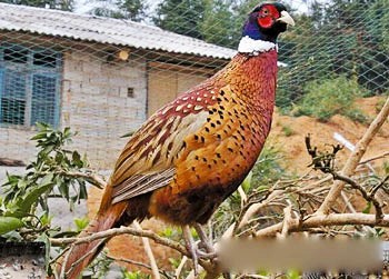 周伯平和他饲养的野鸡