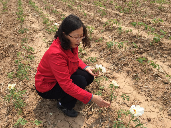 河北魏县:油用牡丹——农民致富的新路子2