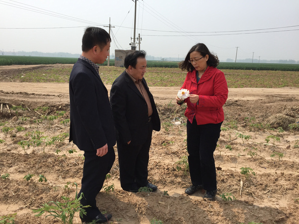 河北魏县:油用牡丹——农民致富的新路子