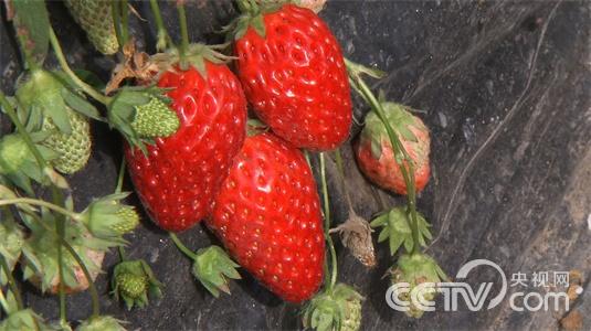 山东青岛:一个女孩的非凡财富《致富经》3