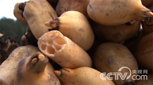 贵州凤冈县:小伙虚度12年后的财富发现《致富经》3