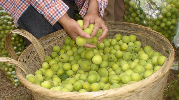 勤劳种果之家 带领库区移民妇女致富