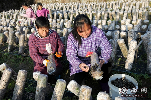 来榜“创客”青年拓宽农民致富路