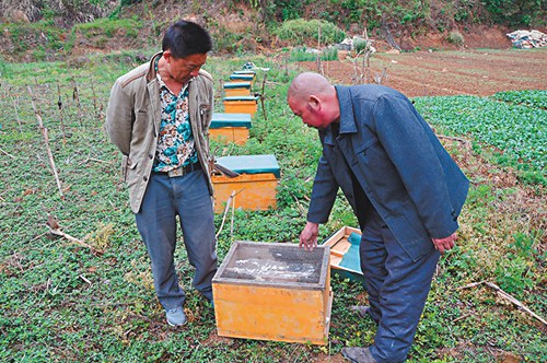 贵阳一养蜂大户助残疾人养蜂 实现养蜂同致富