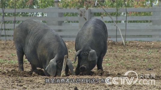 °²»Õ°ö²ºÊУº±¼ÅÜ°É ºÚÖí¡¶Ö¸»¾¡·3