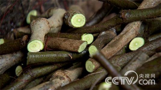 江西德兴市:“葛疯子”刨根刨出亿万财3