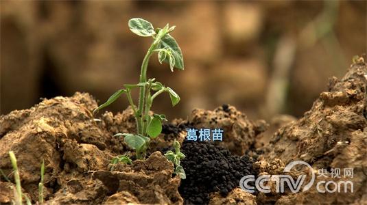 江西德兴市:“葛疯子”刨根刨出亿万财2