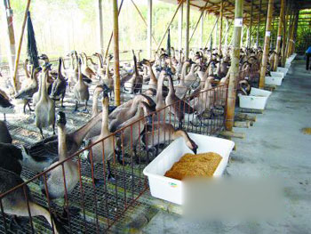 优之名的马冈鹅养鹅场。