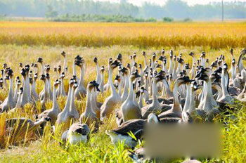 戚氏父子养的马冈鹅都要放养。