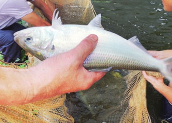 人工养出三黎鱼 100元半斤惊饭局