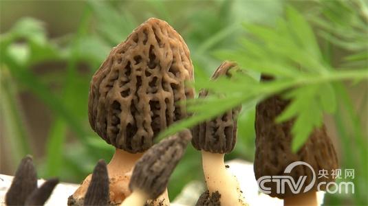 黄春贵:自以为想到独门生意之后《致富经》2