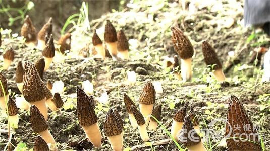 黄春贵:自以为想到独门生意之后《致富经》5