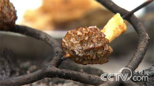 黄春贵:自以为想到独门生意之后《致富经》4