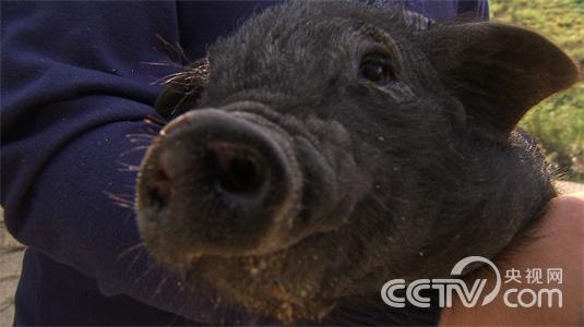 杨智:回乡只为古老村寨里的香猪《致富经》3