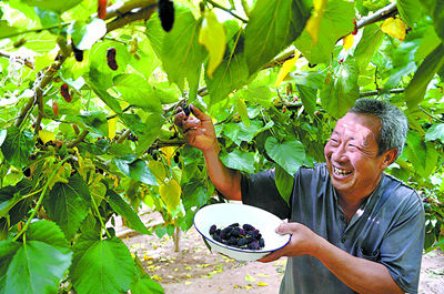 山东莱芜:小桑树种出致富路