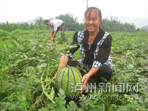 纳溪:留守妇女刘能玉 种西瓜增收有道