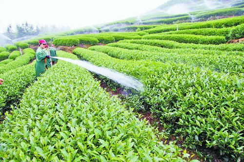 ŲҶ޹˾ȡҵȫĲԣڹȫҵӲҶֲԴͷץ