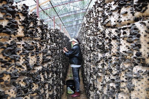 绥阳遍地黑金富 黑木耳受到全国消费者的青睐