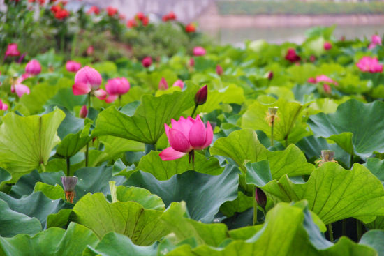 铜梁荷花园盛放的荷花 林昕 摄 铜梁荷花园盛放的荷花 林昕 摄