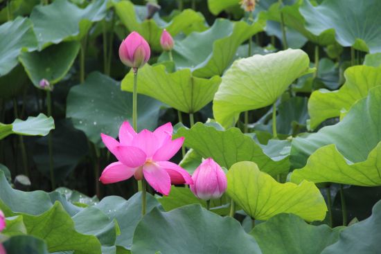 绽放的荷花 林昕 摄 绽放的荷花 林昕 摄